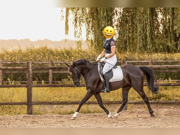 New Forest Giumenta 7 Anni 138 cm Morello in Achtmaal