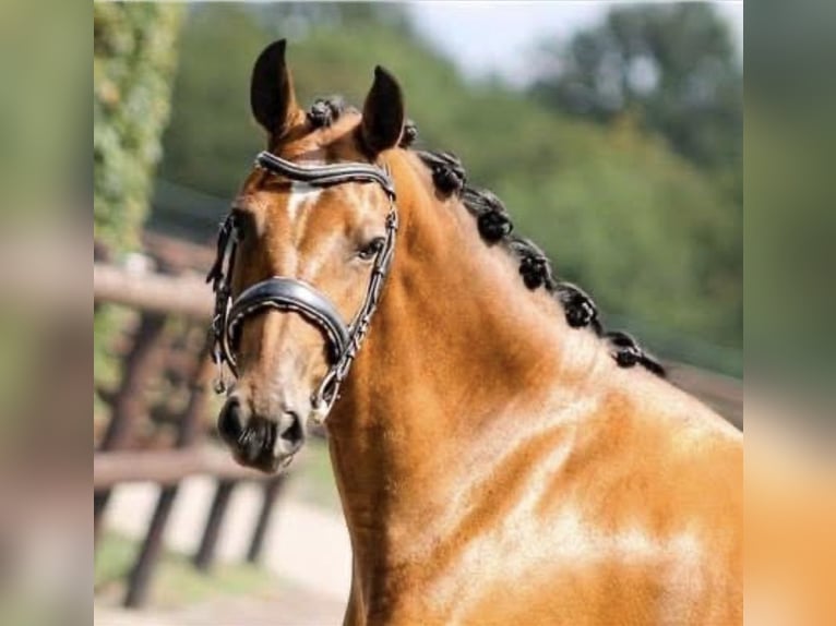 New Forest Giumenta 7 Anni 142 cm Baio in Strassen