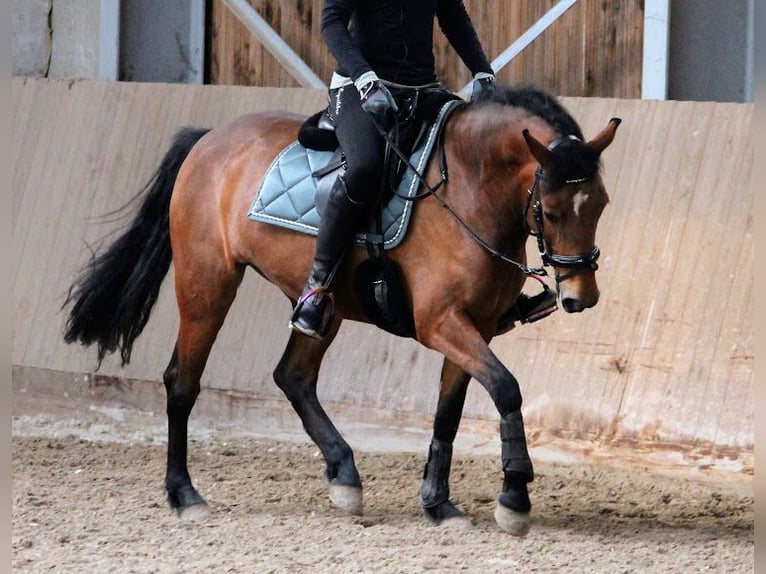 New Forest Giumenta 7 Anni 142 cm Baio in Strassen