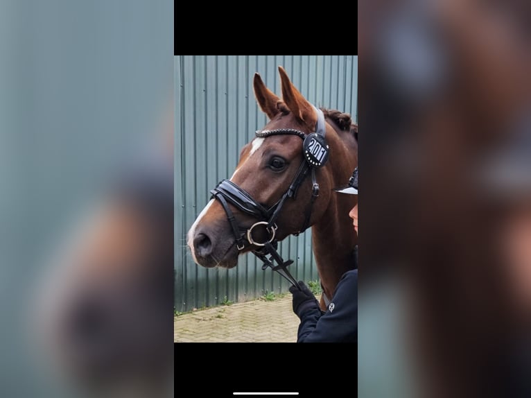 New Forest Giumenta 7 Anni 147 cm Sauro in Borger