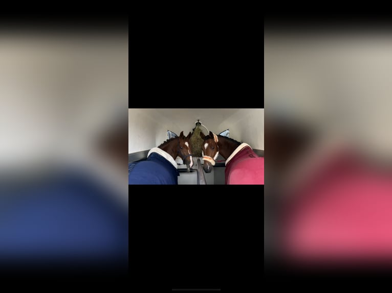 New Forest Giumenta 7 Anni 147 cm Sauro in Borger