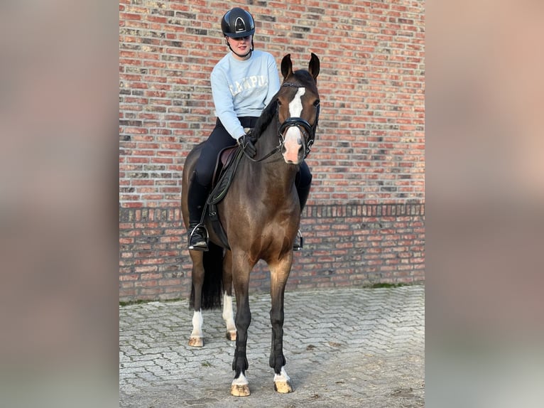 New Forest Giumenta 7 Anni 148 cm Baio in Zwartemeer