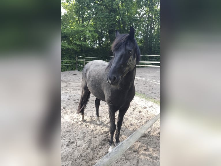 New Forest Giumenta 8 Anni 146 cm Morello in Wilhelmshaven