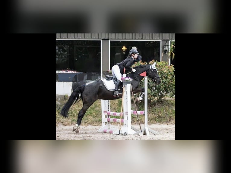 New Forest Giumenta 8 Anni 146 cm Morello in Wilhelmshaven