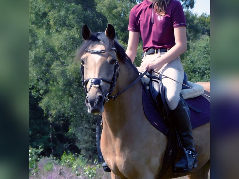 New Forest Giumenta 9 Anni 144 cm Pelle di daino in Zwanenburg