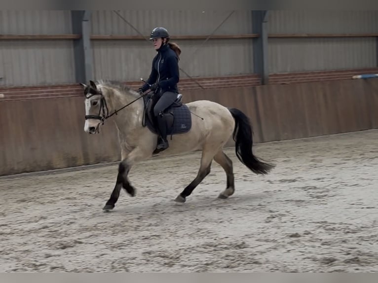 New Forest Giumenta 9 Anni 146 cm Falbo in Zieuwent