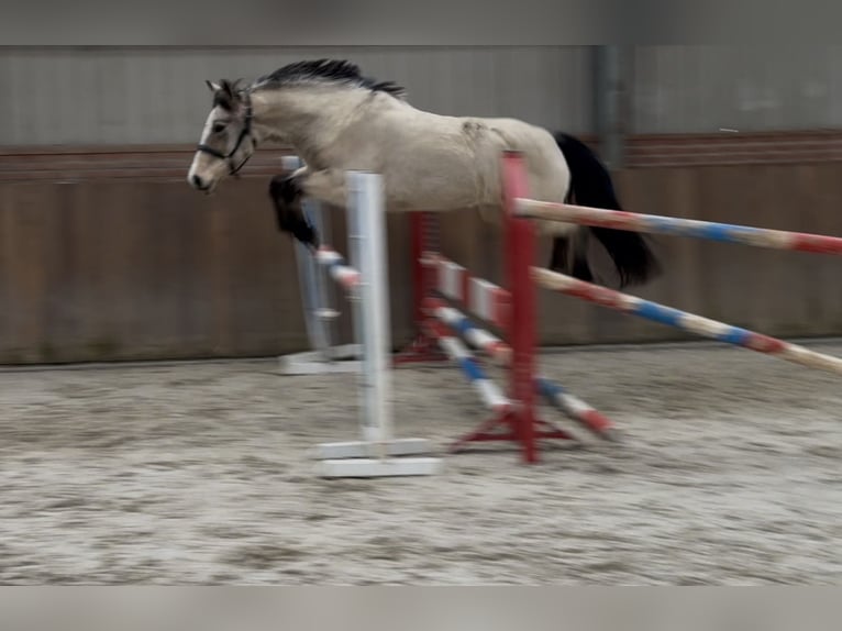 New Forest Giumenta 9 Anni 146 cm Falbo in Zieuwent