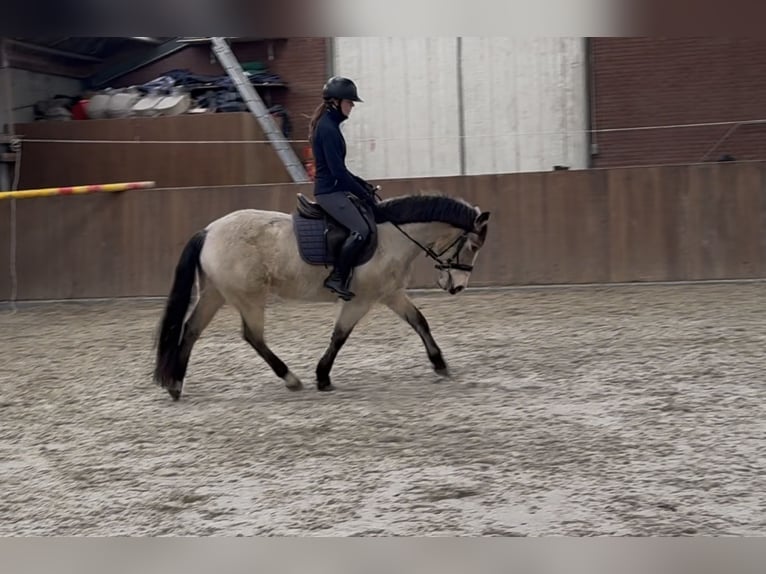 New Forest Giumenta 9 Anni 146 cm Falbo in Zieuwent