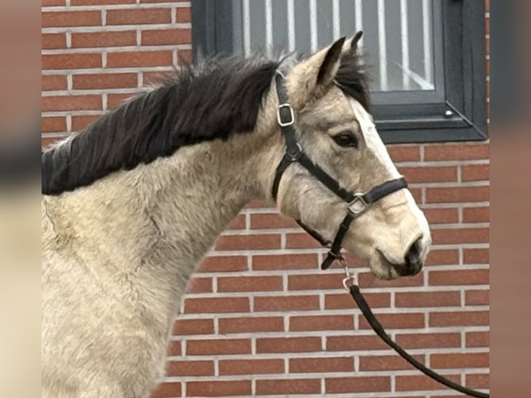 New Forest Giumenta 9 Anni 146 cm Falbo in Zieuwent