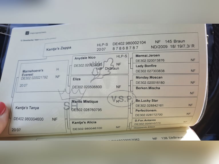 New Forest Giumenta 9 Anni 152 cm Baio in Zülow