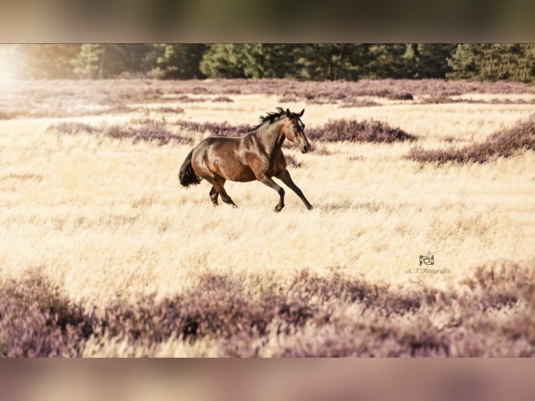 New Forest Giumenta 9 Anni 152 cm Baio in Zülow