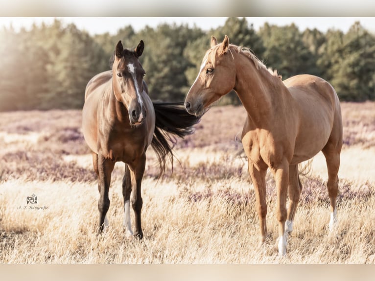 New Forest Giumenta 9 Anni 152 cm Baio in Zülow