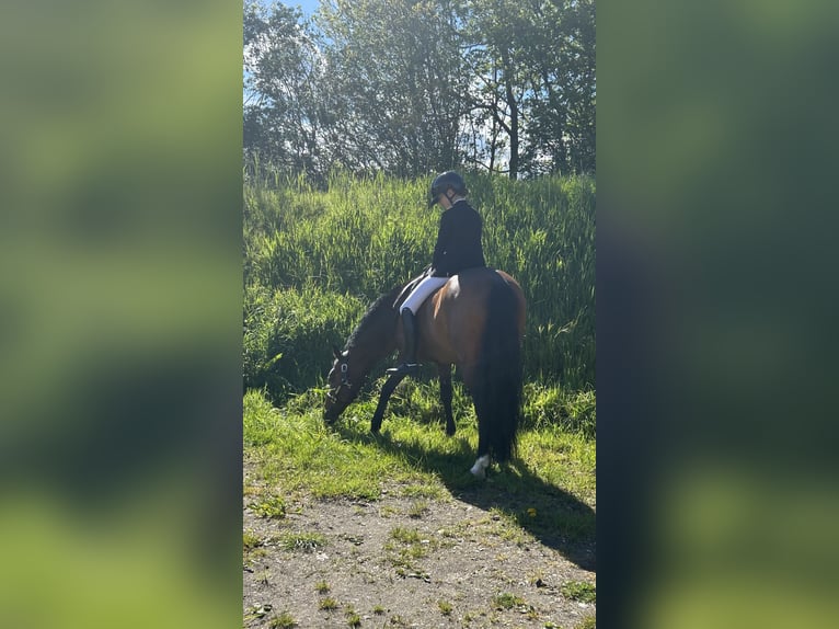 New Forest Hingst 16 år 148 cm Brun in Bergeijk