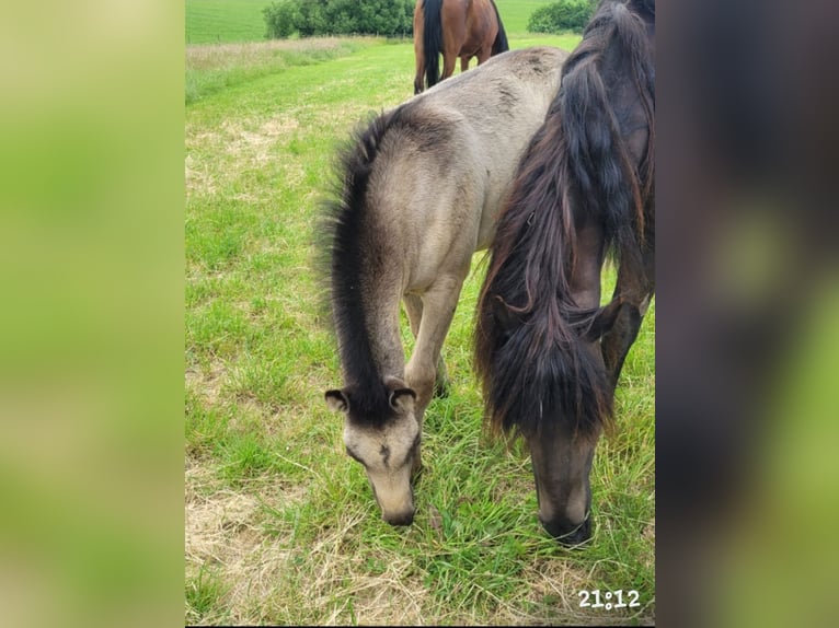 New Forest Hingst 1 år 145 cm in Roigheim