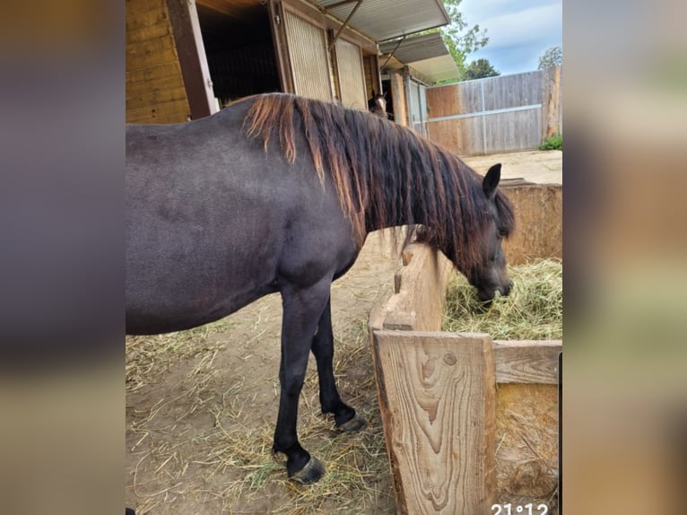 New Forest Hingst 1 år 145 cm in Roigheim