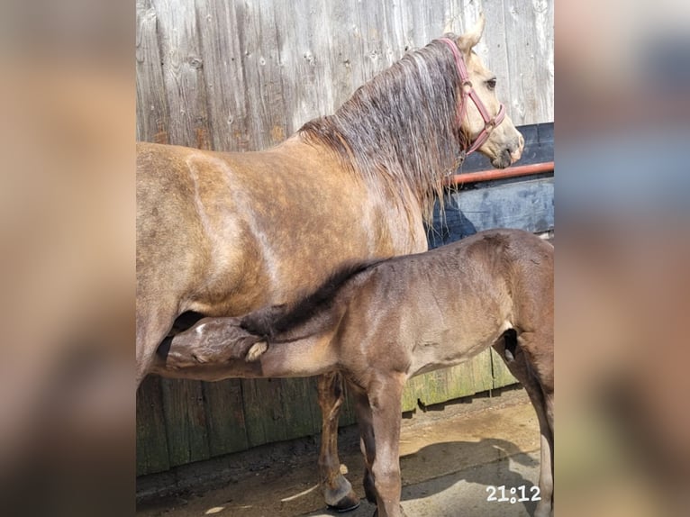 New Forest Hingst 1 år 145 cm in Roigheim