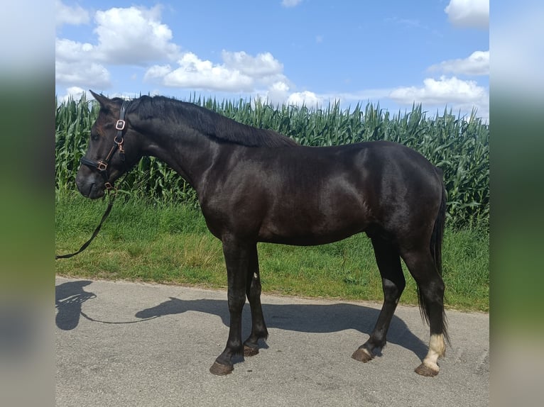 New Forest Hingst 2 år 147 cm Svart in Koningsbosch