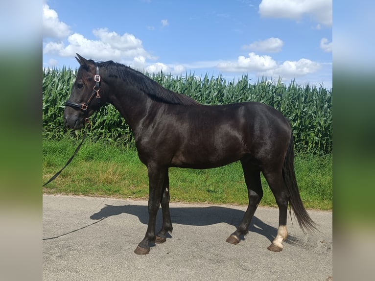 New Forest Hingst 2 år 147 cm Svart in Koningsbosch