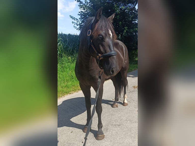 New Forest Hingst 2 år 147 cm Svart in Koningsbosch