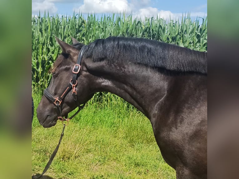 New Forest Hingst 2 år 147 cm Svart in Koningsbosch