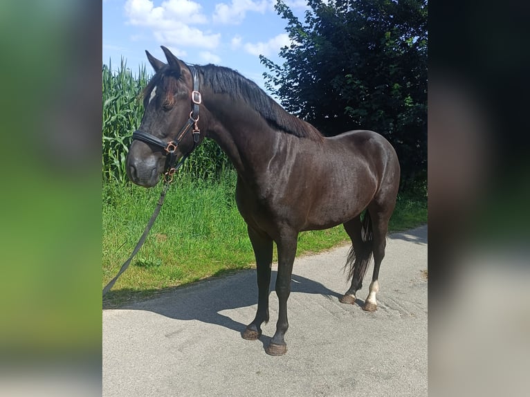 New Forest Hingst 2 år 147 cm Svart in Koningsbosch