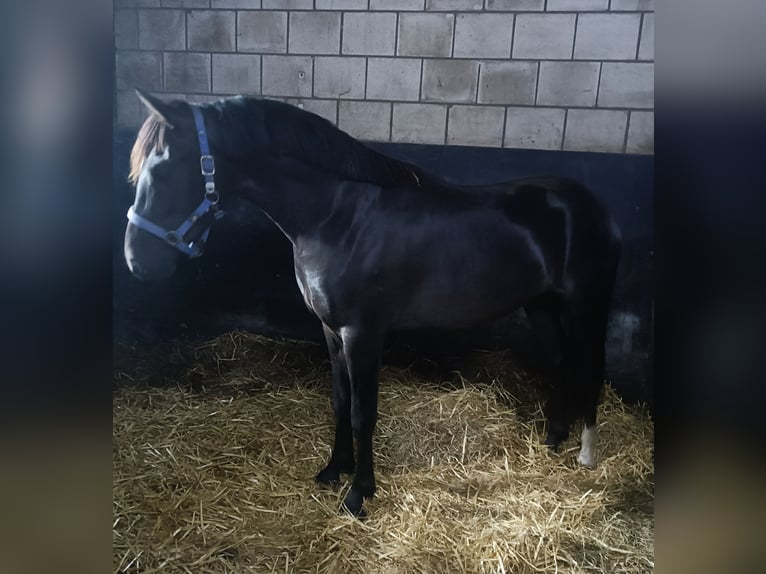 New Forest Hingst 2 år 147 cm Svart in Koningsbosch