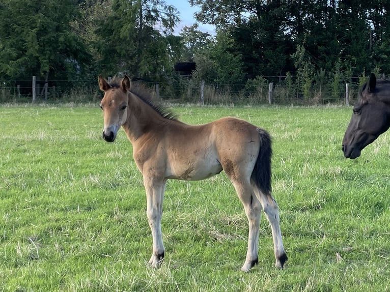 New Forest Blandning Hingst Föl (04/2024) 140 cm Gulbrun in Haps