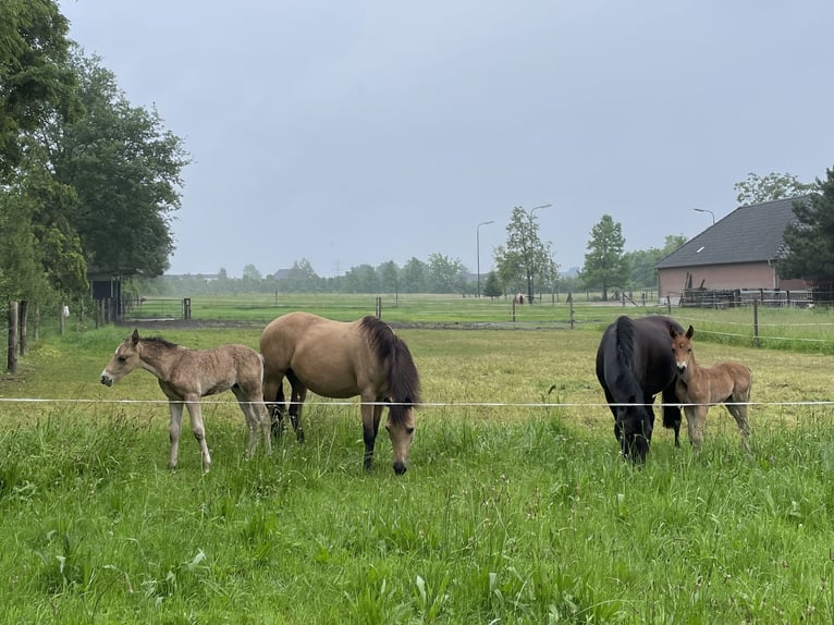 New Forest Blandning Hingst Föl (04/2024) 140 cm Gulbrun in Haps