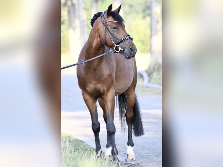 New Forest Pony Gelding 10 years 14,1 hh Brown in Selm