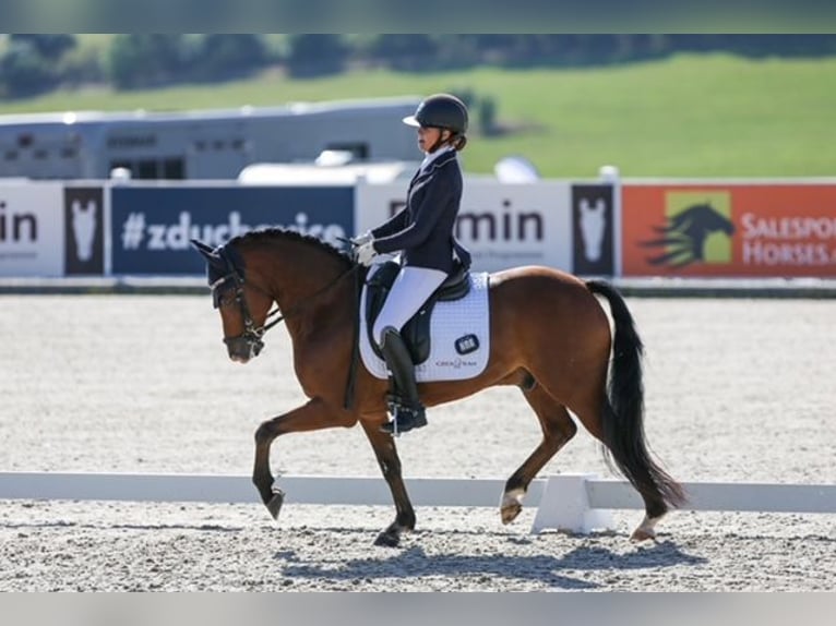 New Forest Pony Gelding 10 years 14,2 hh Brown in Coevorden