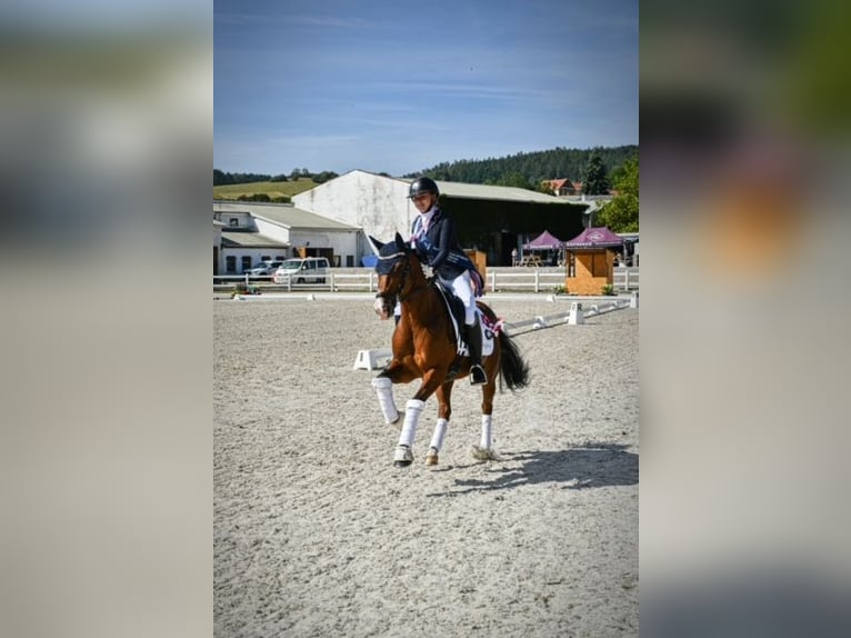 New Forest Pony Gelding 10 years 14,2 hh Brown in Coevorden