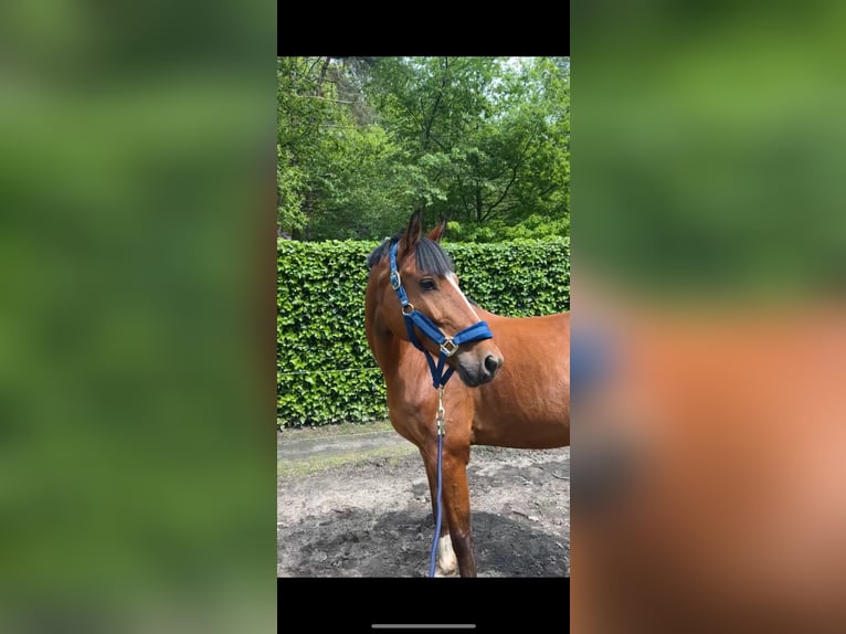 New Forest Pony Gelding 10 years 14,2 hh Brown in Brecht