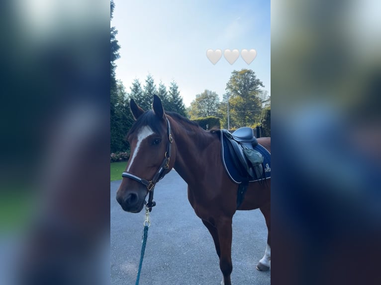 New Forest Pony Gelding 10 years 14,2 hh Brown in Brecht