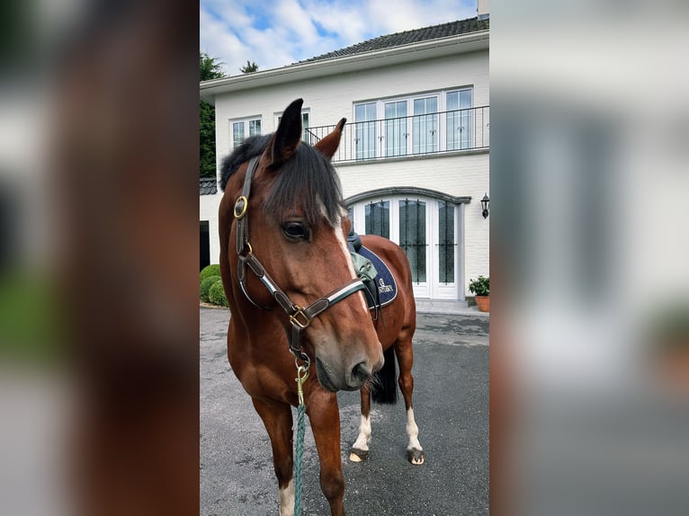 New Forest Pony Gelding 10 years 14,2 hh Brown in Brecht