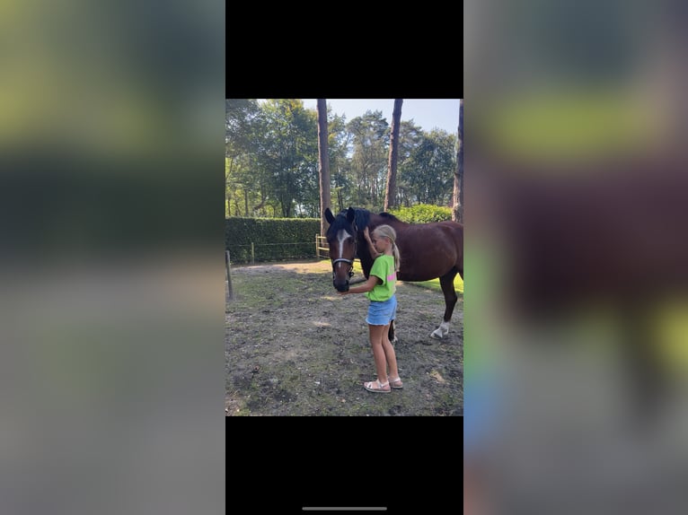 New Forest Pony Gelding 10 years 14,2 hh Brown in Brecht