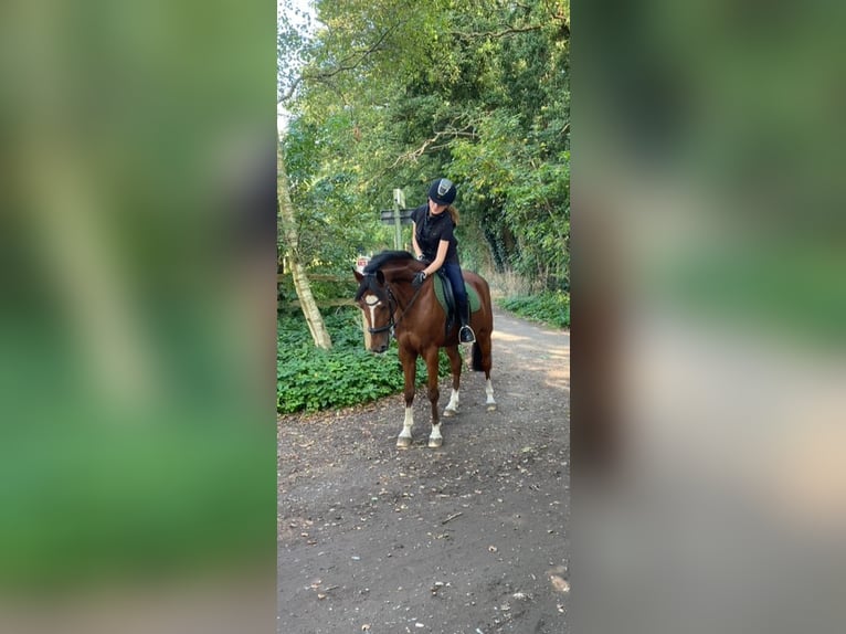 New Forest Pony Gelding 10 years 14,2 hh Brown in Brecht