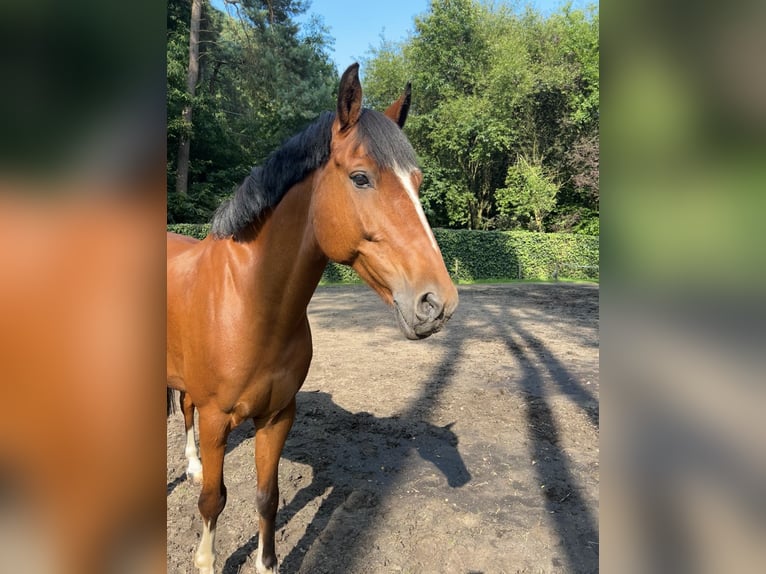 New Forest Pony Gelding 10 years 14,2 hh Brown in Brecht