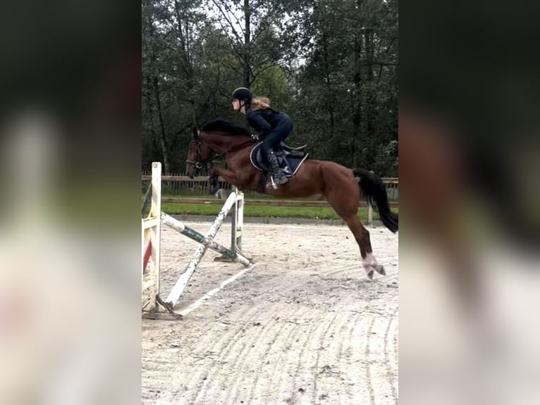 New Forest Pony Gelding 10 years 14,2 hh Brown in Brecht