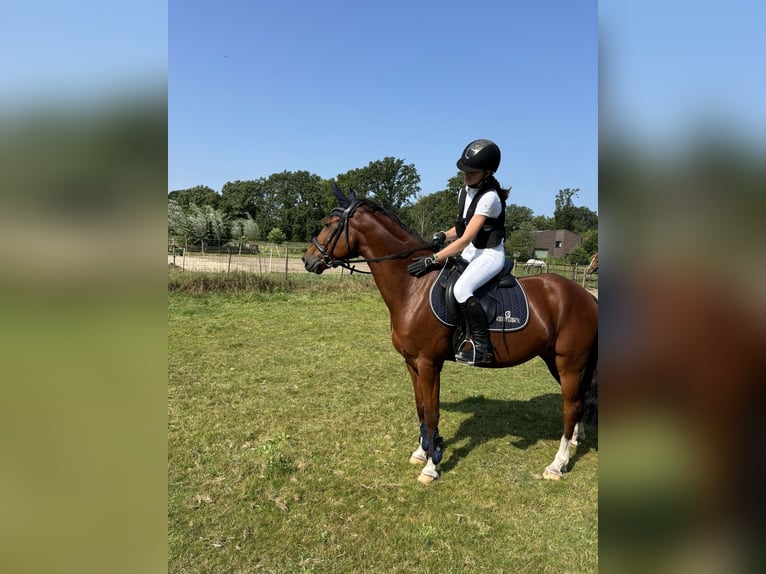 New Forest Pony Gelding 10 years 14,2 hh Brown in Brecht