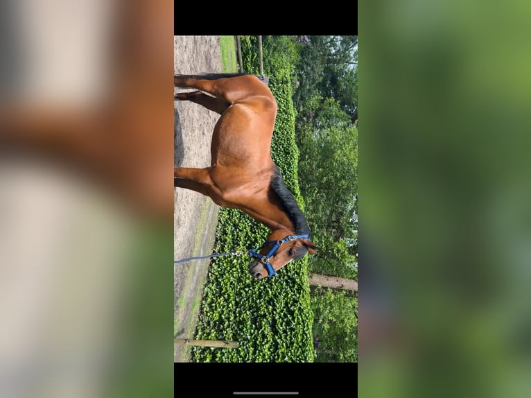 New Forest Pony Gelding 10 years 14,2 hh Brown in Brecht