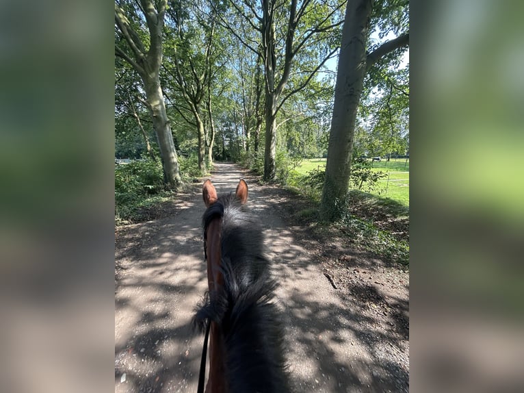 New Forest Pony Gelding 10 years 14,2 hh Brown in Brecht