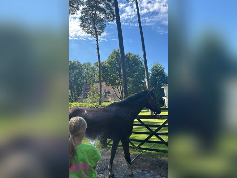 New Forest Pony Gelding 10 years 14,2 hh Brown in Brecht