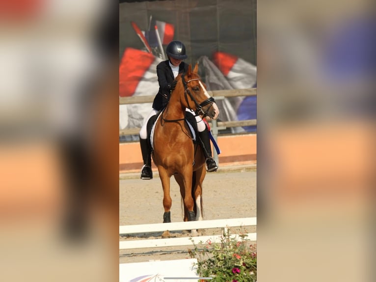 New Forest Pony Gelding 10 years 14 hh Chestnut-Red in Nomain