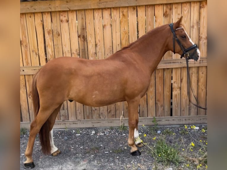 New Forest Pony Gelding 10 years 14 hh Chestnut-Red in Nomain