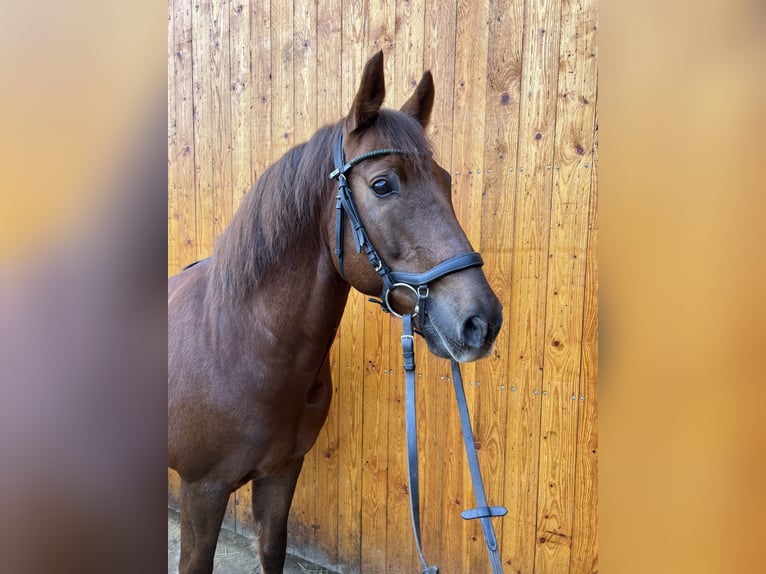New Forest Pony Gelding 10 years 14,3 hh Chestnut in Watzdorf