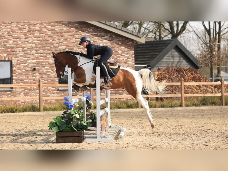New Forest Pony Gelding 10 years 15 hh Pinto in Oost West en Middelbeers