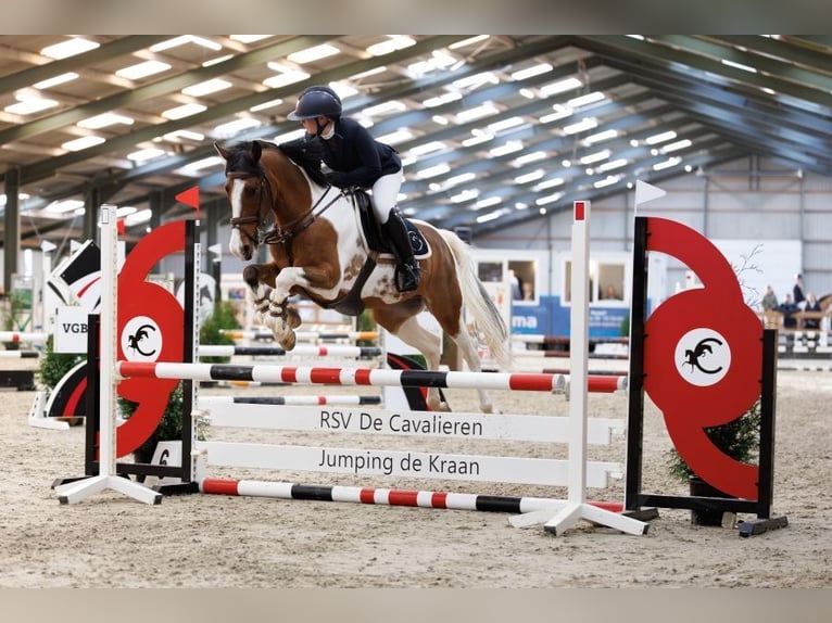 New Forest Pony Gelding 10 years 15 hh Pinto in Oost West en Middelbeers