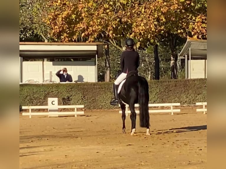 New Forest Pony Gelding 11 years 14,1 hh Bay-Dark in Els Poblets