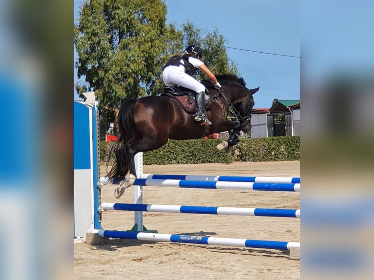 New Forest Pony Gelding 11 years 14,1 hh Bay-Dark in Els Poblets