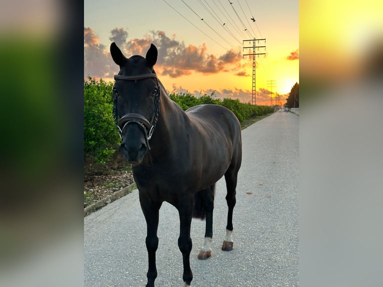 New Forest Pony Gelding 11 years 14,1 hh Bay-Dark in Els Poblets